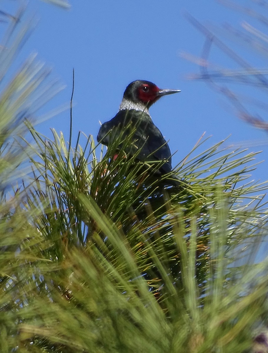 Lewis's Woodpecker - ML562446191
