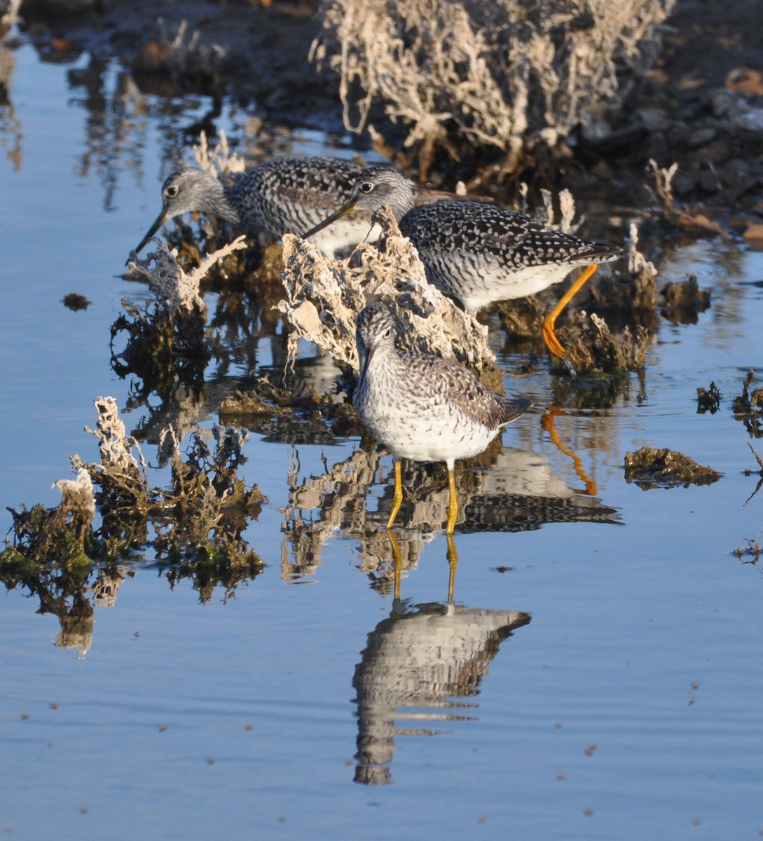 Greater Yellowlegs - ML562446671