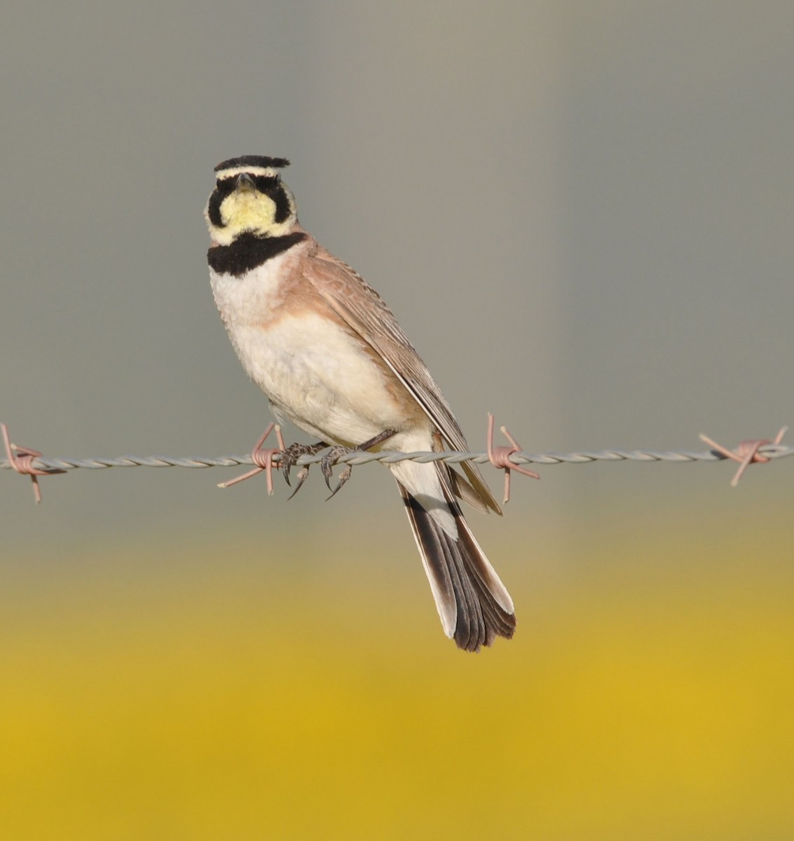 Horned Lark - ML562446911