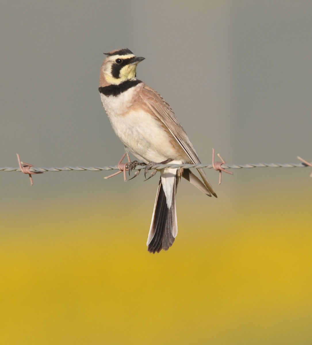 Horned Lark - ML562446921