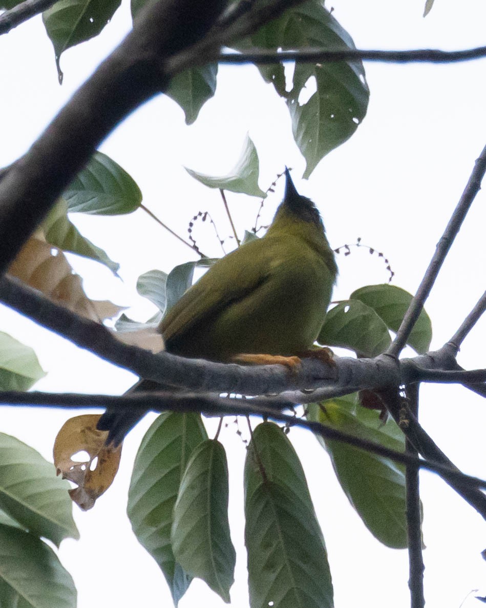 Solomons White-eye - ML562447631