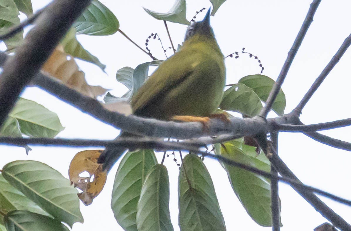 Solomons White-eye - ML562447641