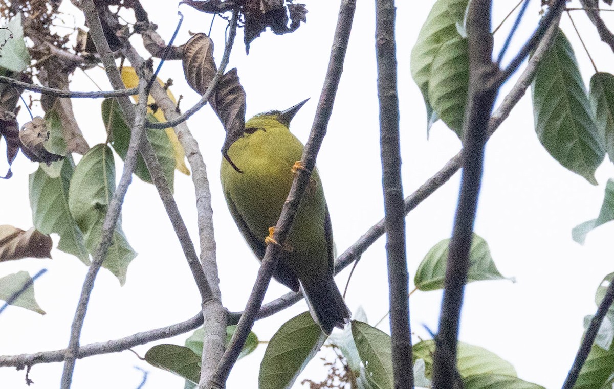 Solomons White-eye - ML562447651