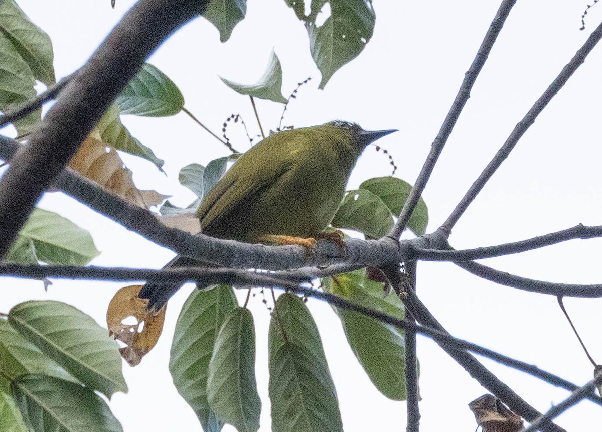 Solomons White-eye - ML562447661