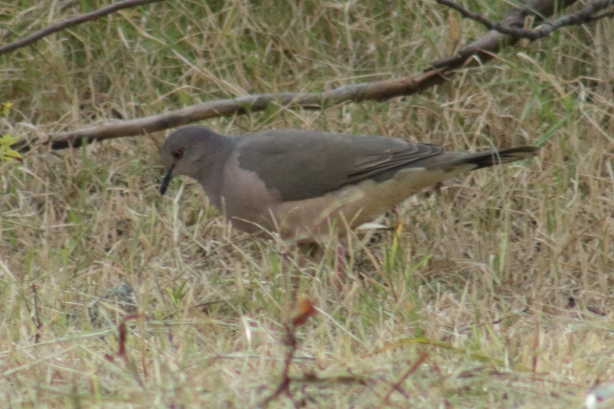 White-tipped Dove - Werner Arnolds