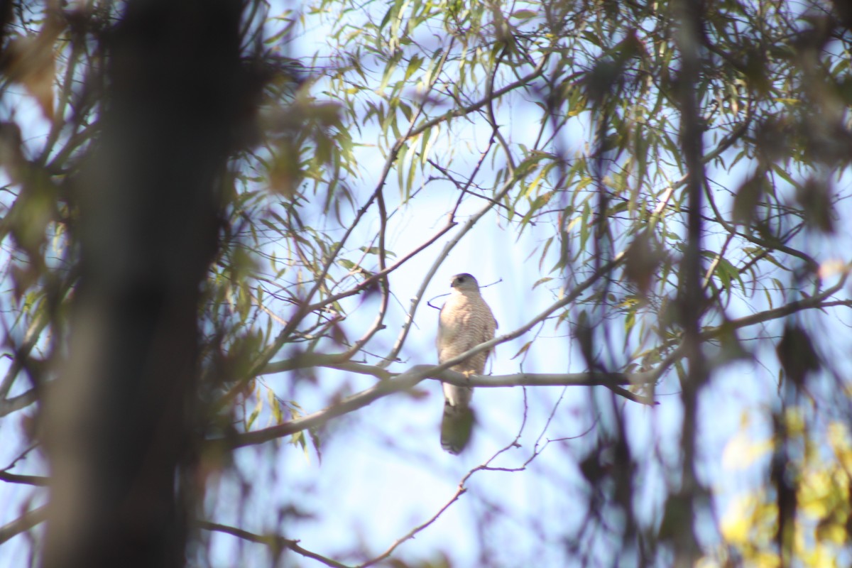 Cooper's Hawk - ML562450941