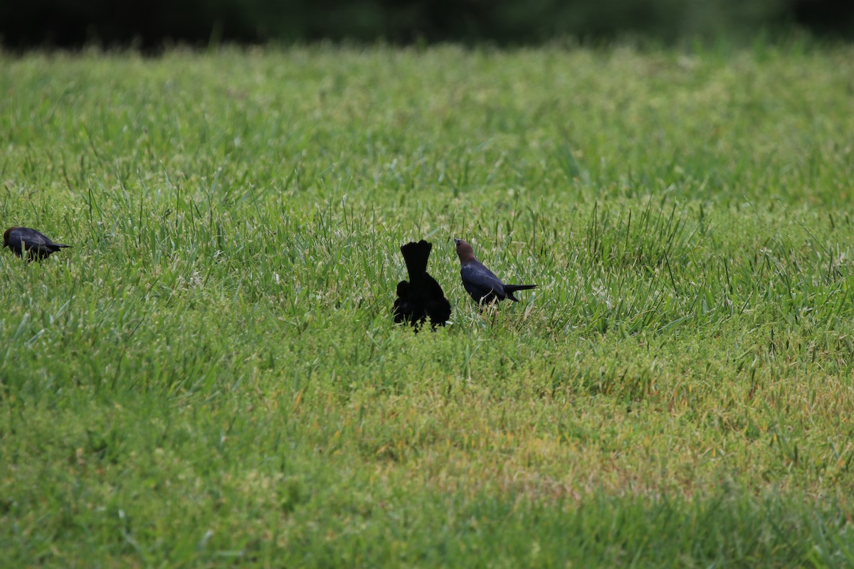 Brown-headed Cowbird - ML562452101