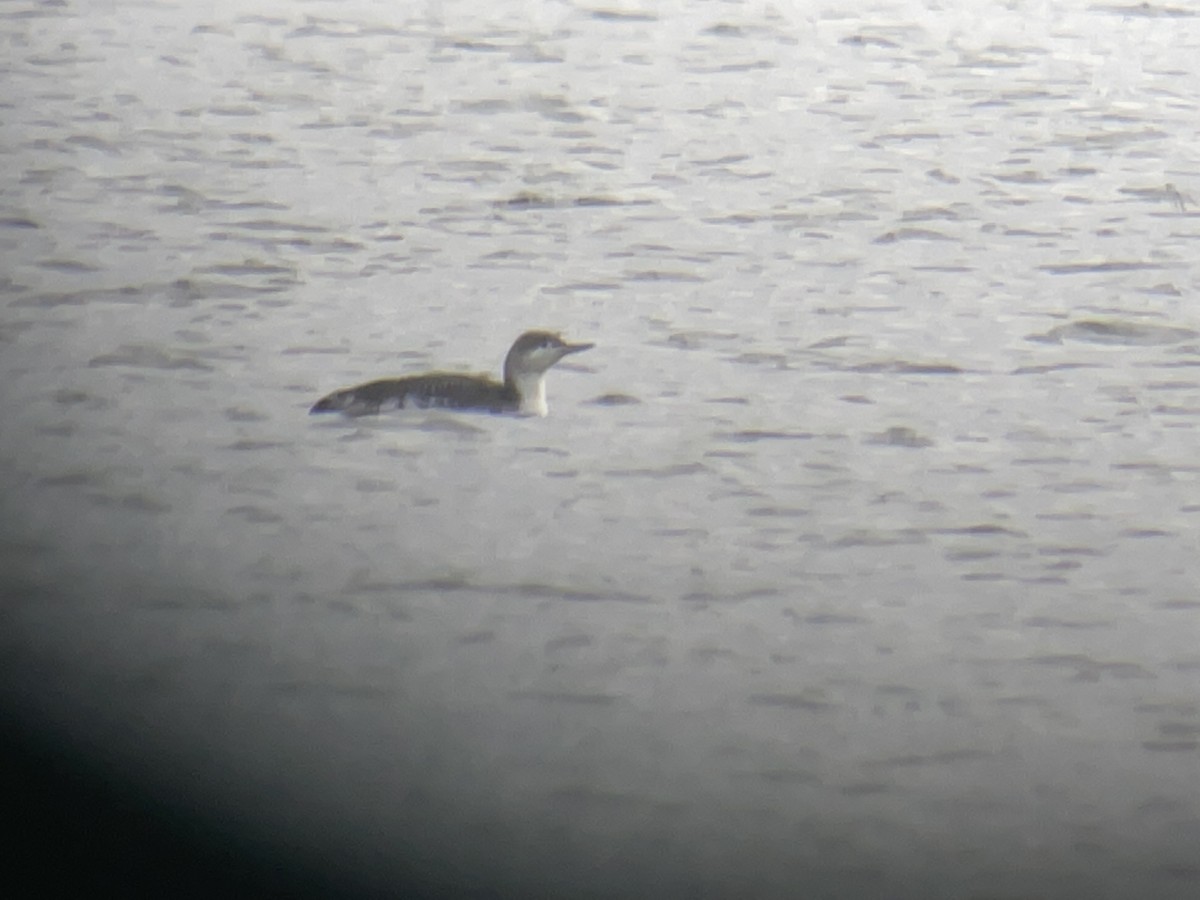 Red-throated Loon - ML562452301