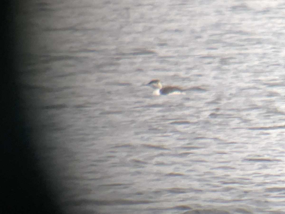 Red-throated Loon - ML562452311