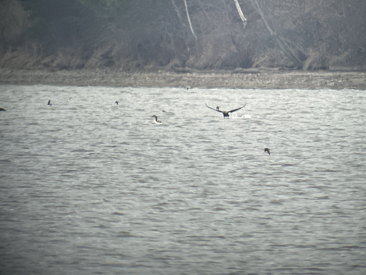 Red-throated Loon - ML562452321