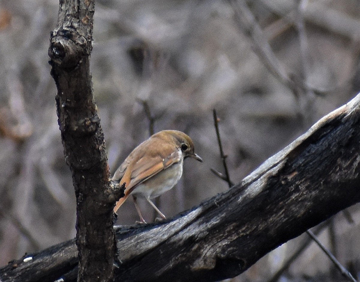 Hermit Thrush - ML562452391