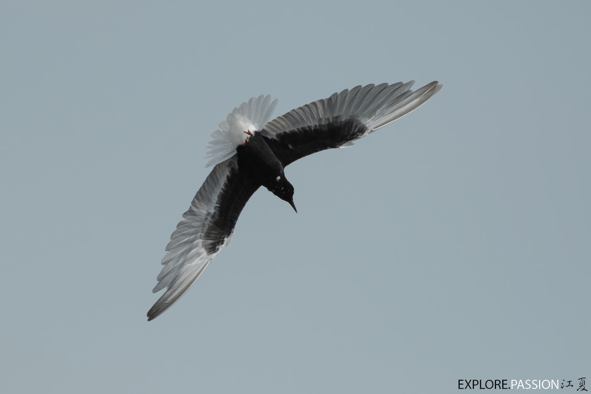 White-winged Tern - Wai Loon Wong