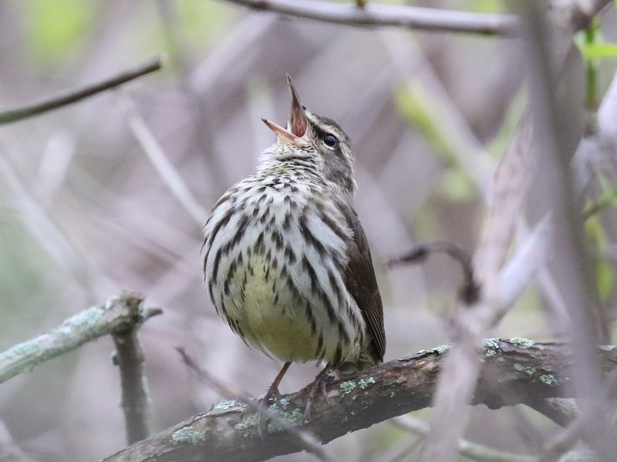 Northern Waterthrush - Paul Jacyk