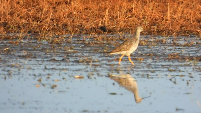 Greater Yellowlegs - ML562453811