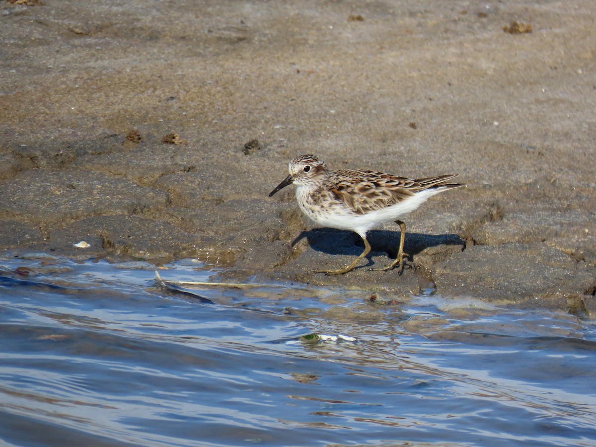 Least Sandpiper - ML562454171