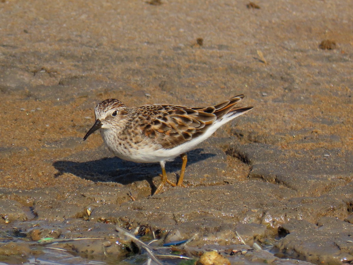 Least Sandpiper - ML562454351