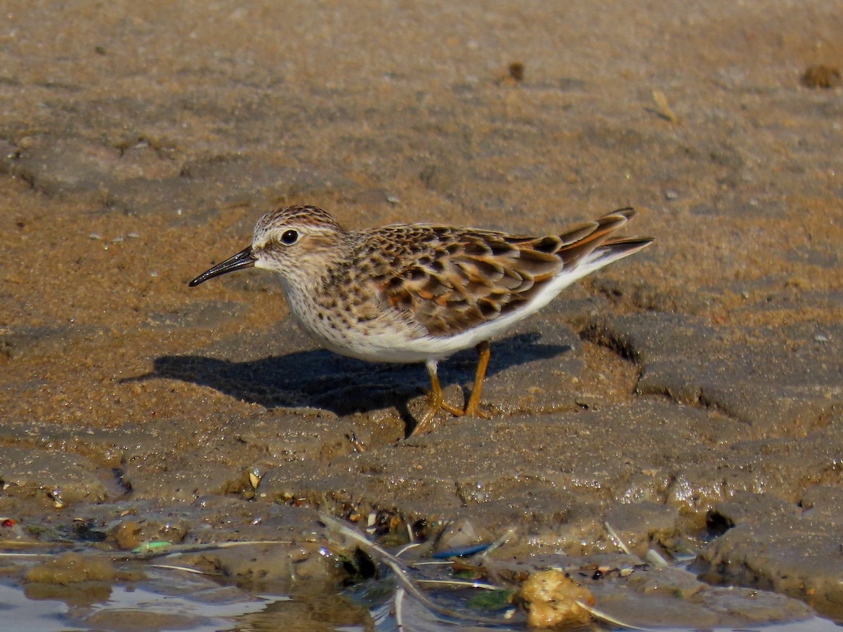 Least Sandpiper - ML562454441