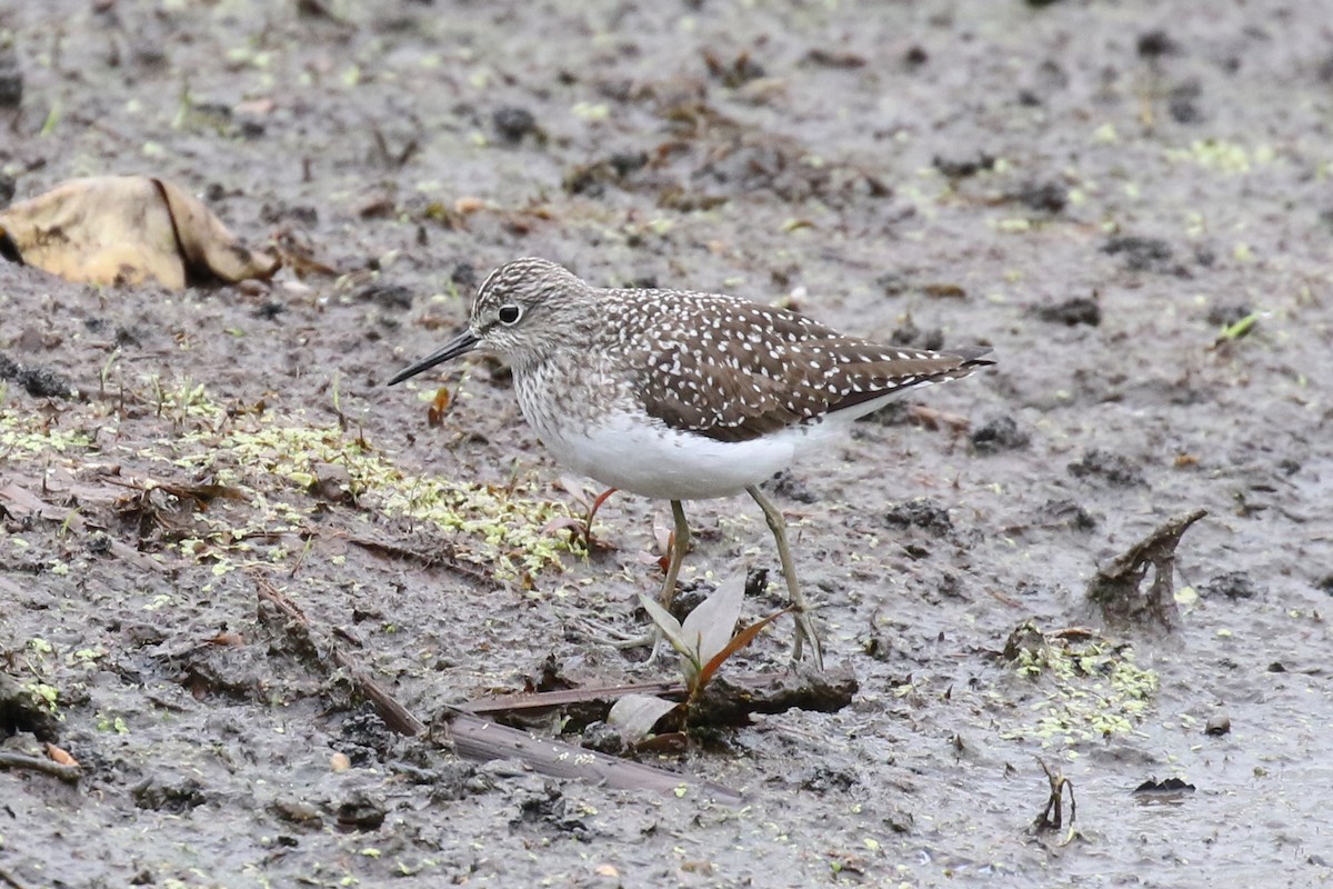 Solitary Sandpiper - Paul Jacyk