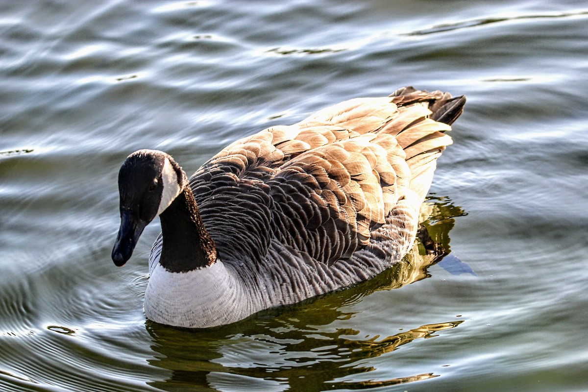 Canada Goose - ML562455151