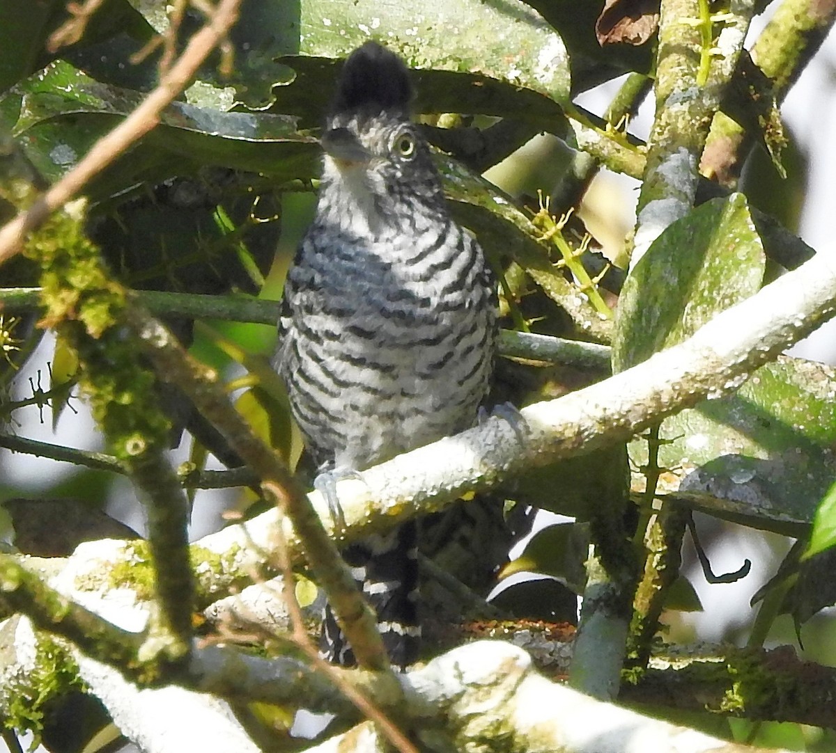 Barred Antshrike (Barred) - Linda Padera