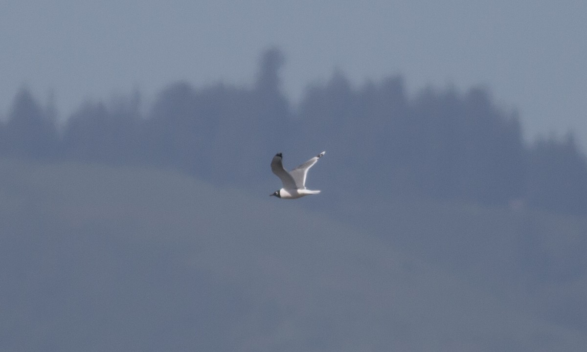 Franklin's Gull - ML56245641