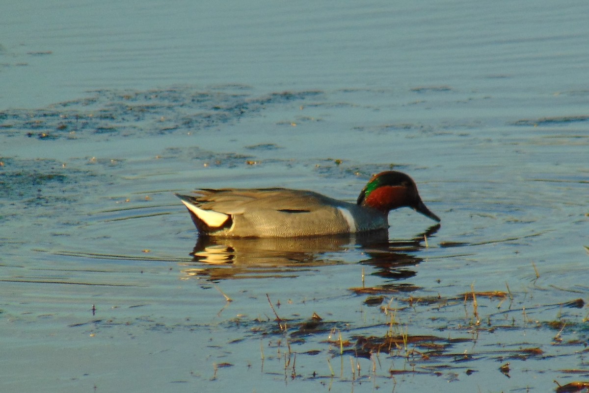 Green-winged Teal - ML562456551