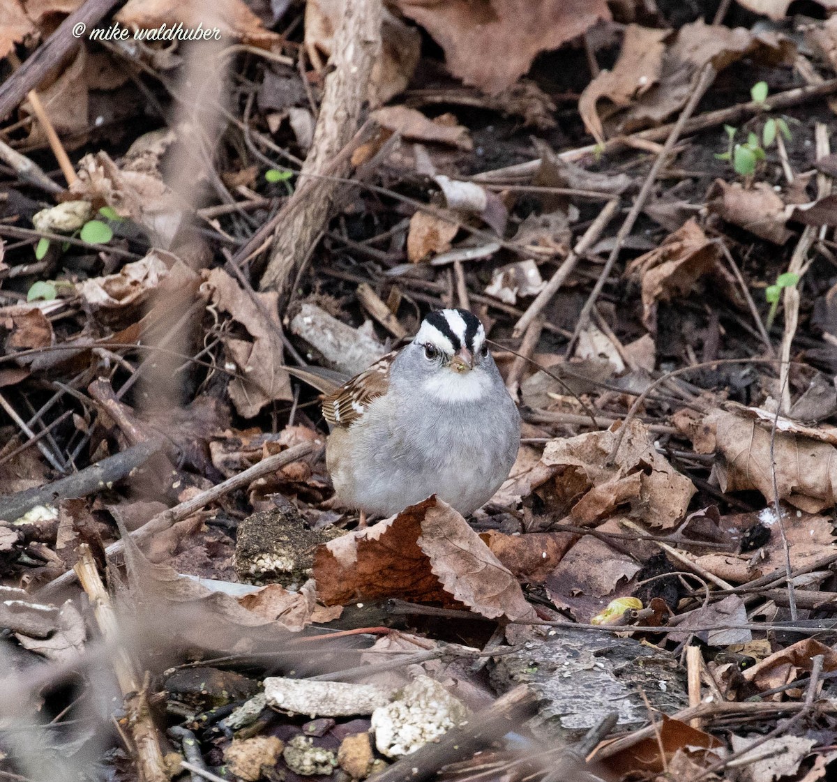 White-crowned x White-throated Sparrow (hybrid) - Mike Waldhuber