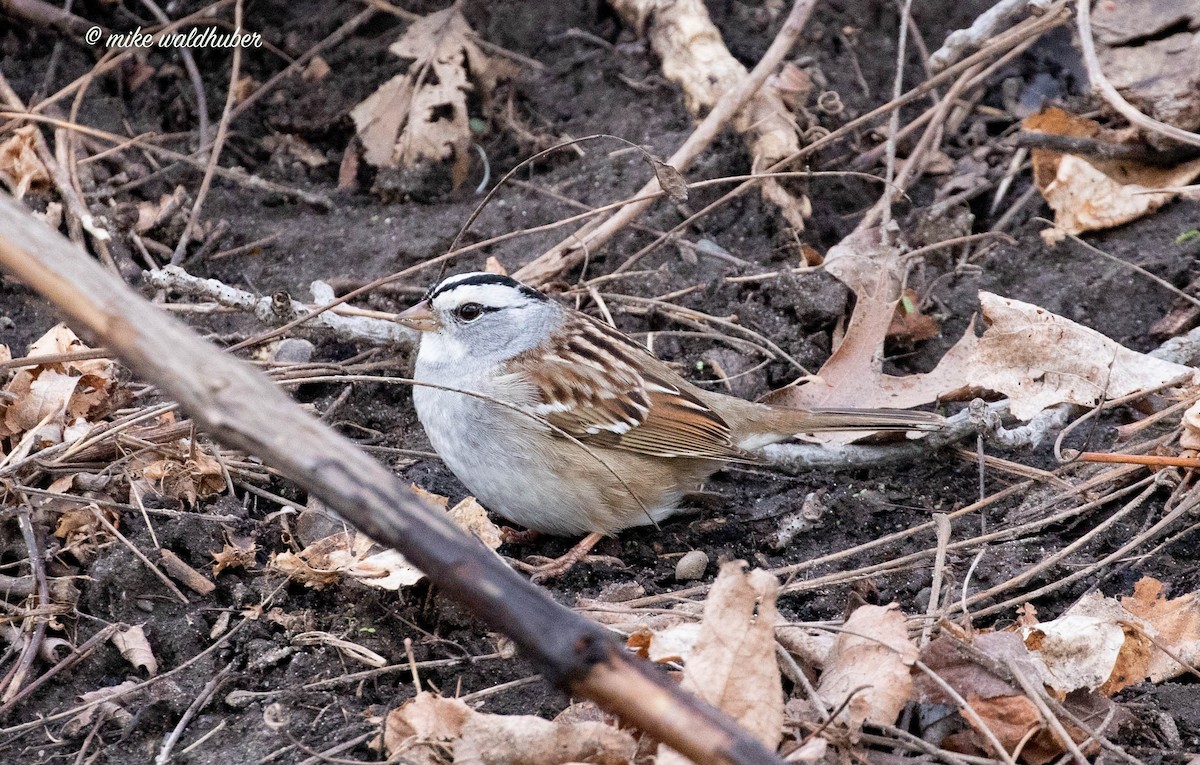 White-crowned x White-throated Sparrow (hybrid) - Mike Waldhuber