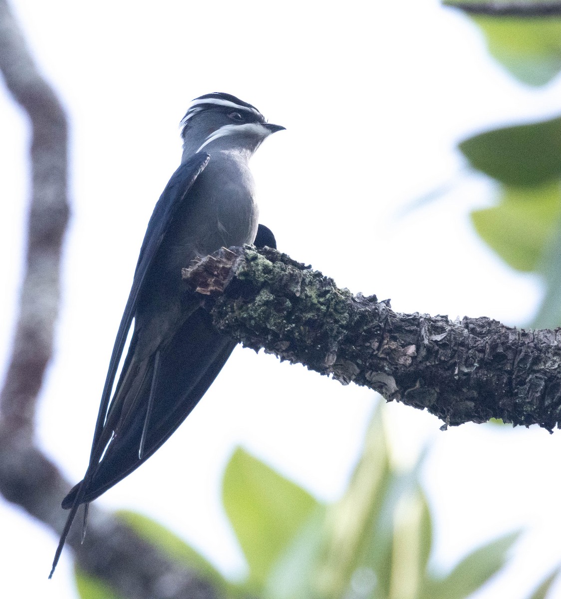 Moustached Treeswift - ML562458131