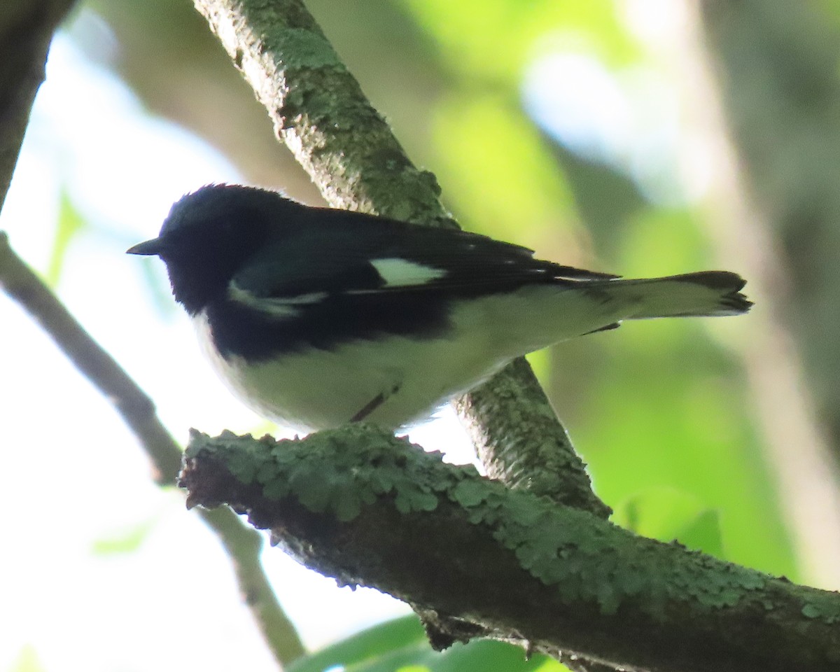 Black-throated Blue Warbler - ML562458231