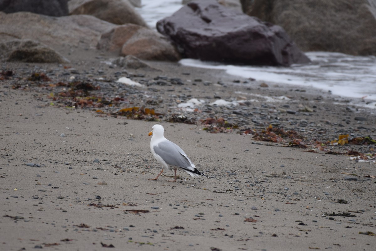 Gaviota Argéntea - ML562458261