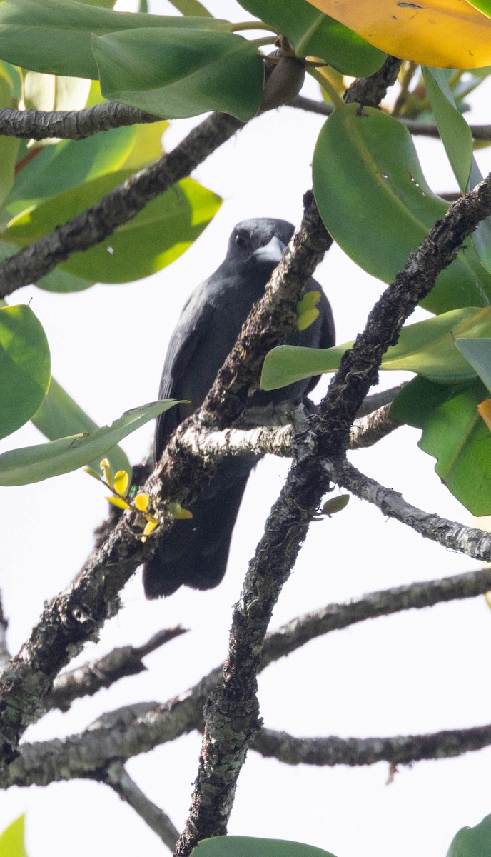 North Melanesian Cuckooshrike - ML562459151