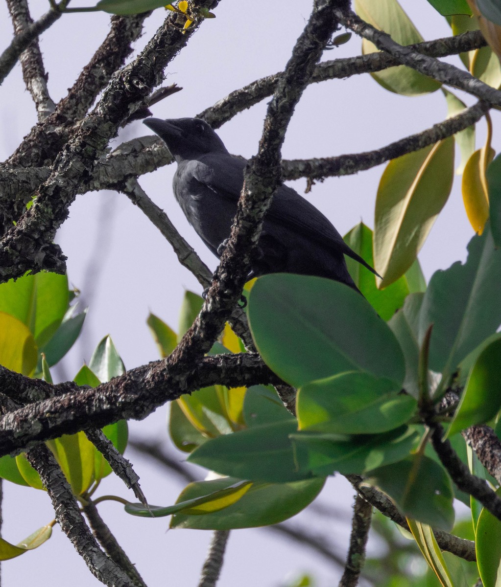 North Melanesian Cuckooshrike - ML562459161