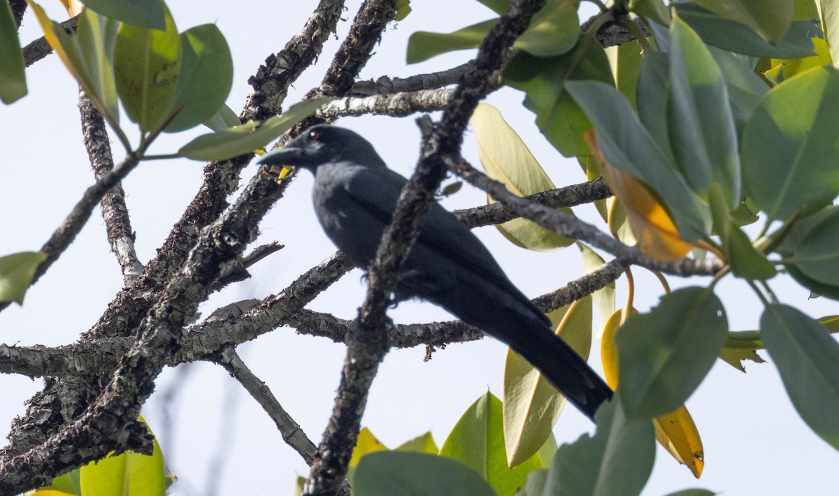 North Melanesian Cuckooshrike - ML562459171