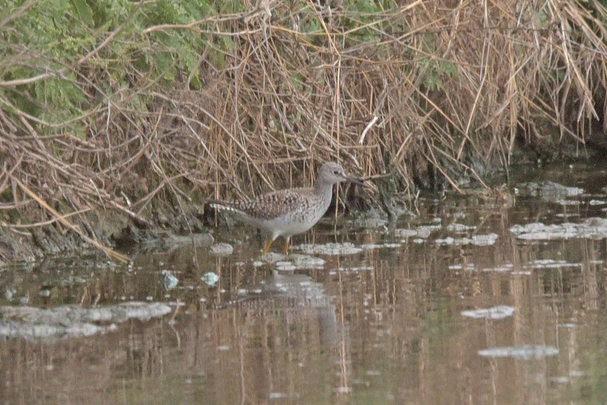 Lesser Yellowlegs - ML562460261