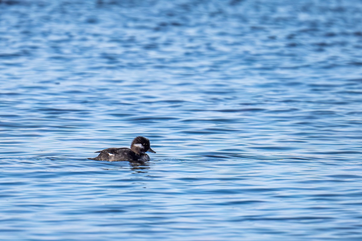 Bufflehead - ML562461691