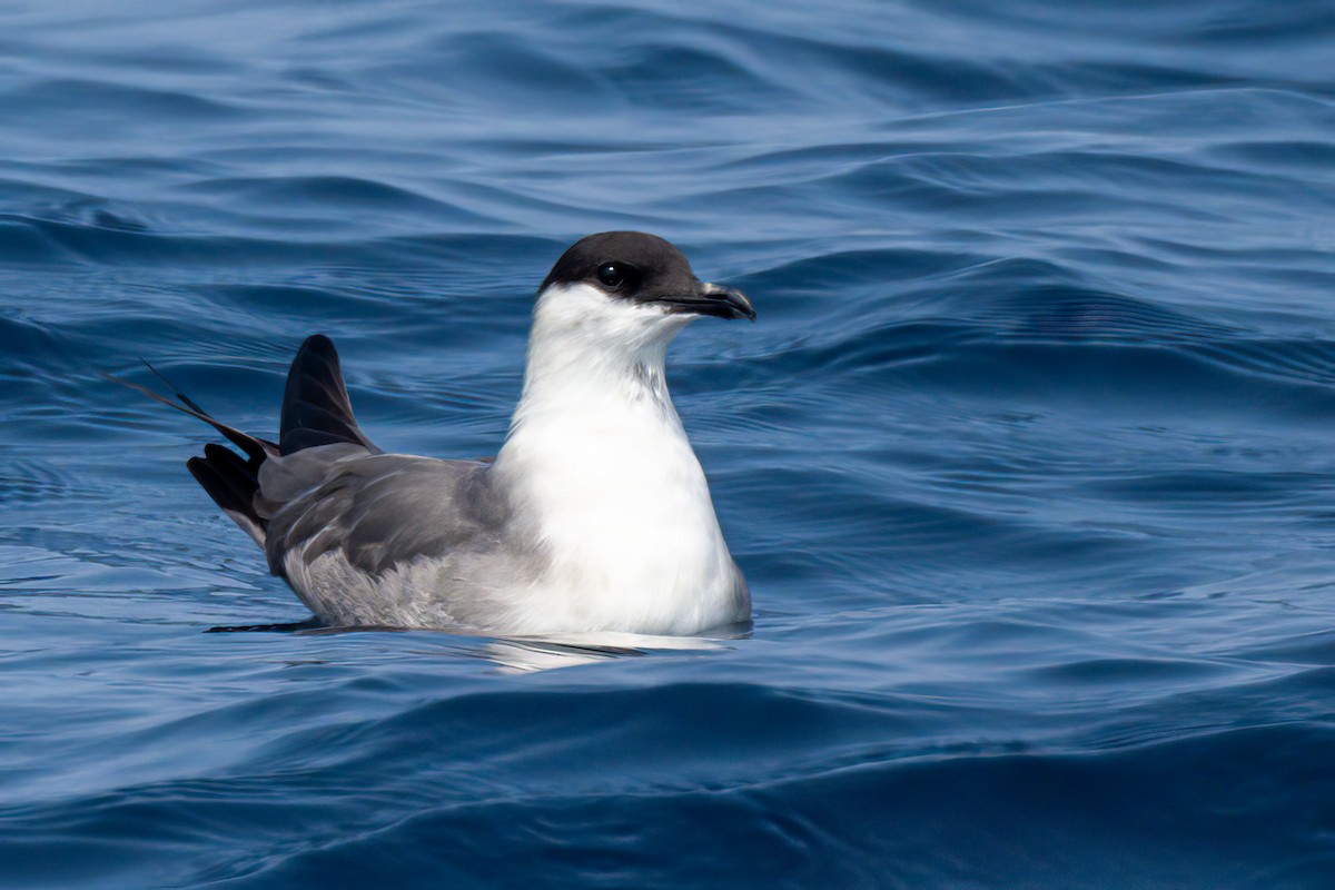 Long-tailed Jaeger - ML562462041