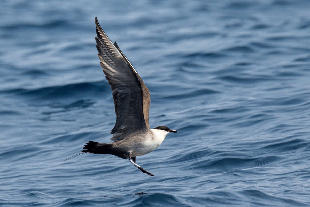 Long-tailed Jaeger - ML562462051