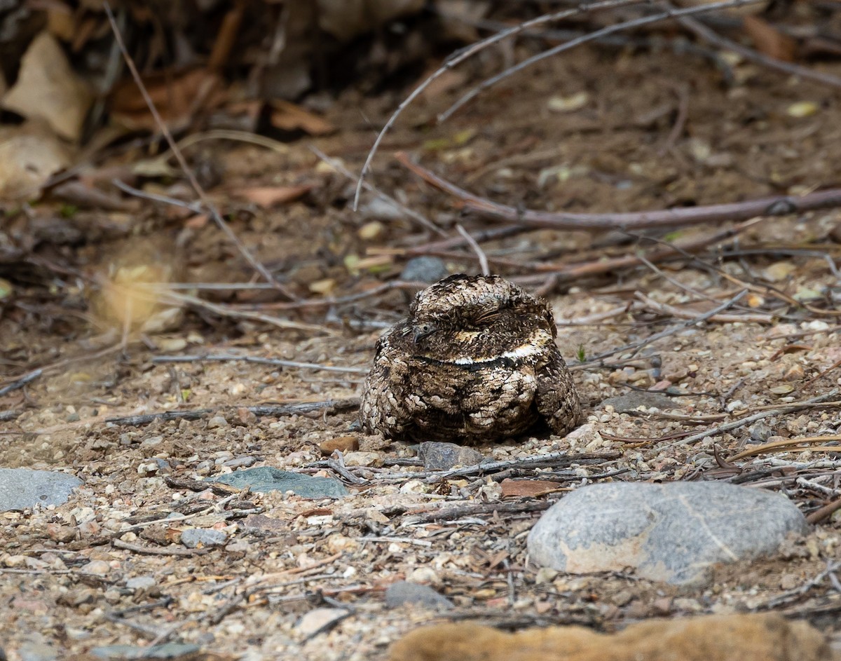 Common Poorwill - Travis Maher