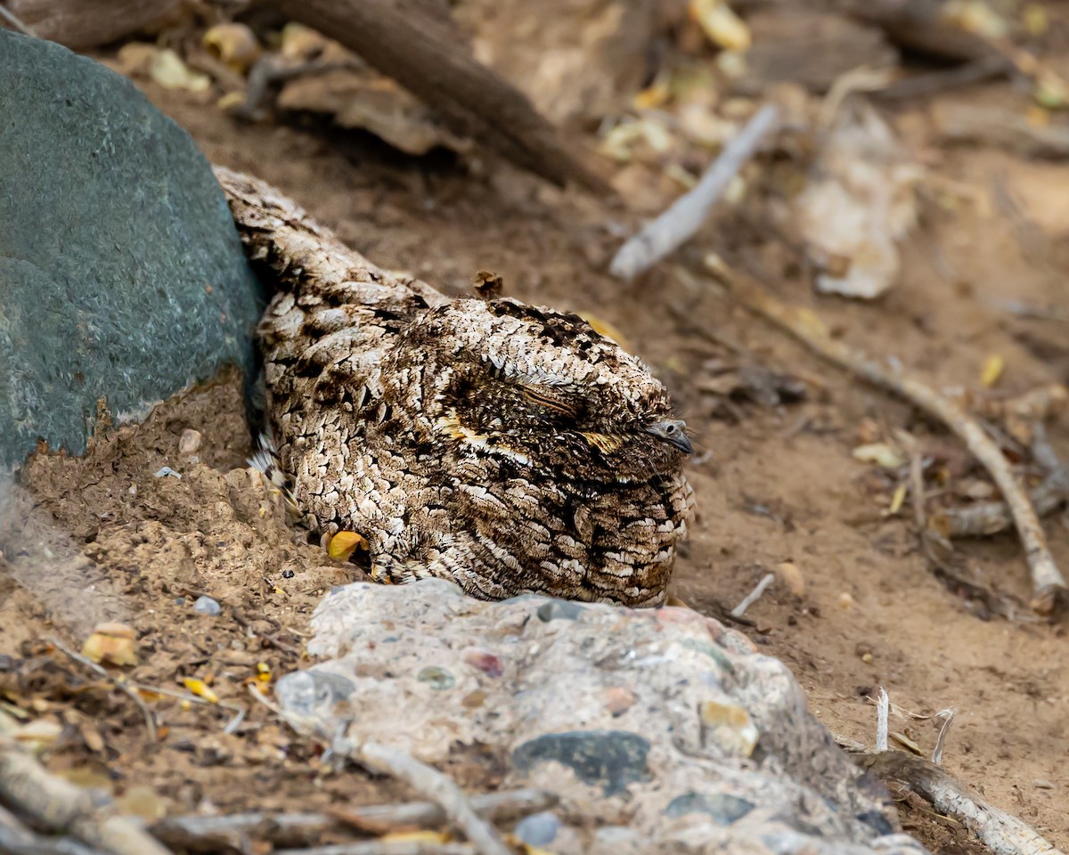 Common Poorwill - Travis Maher