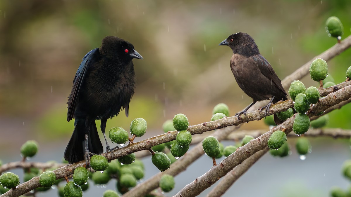 Bronzed Cowbird - ML562463321