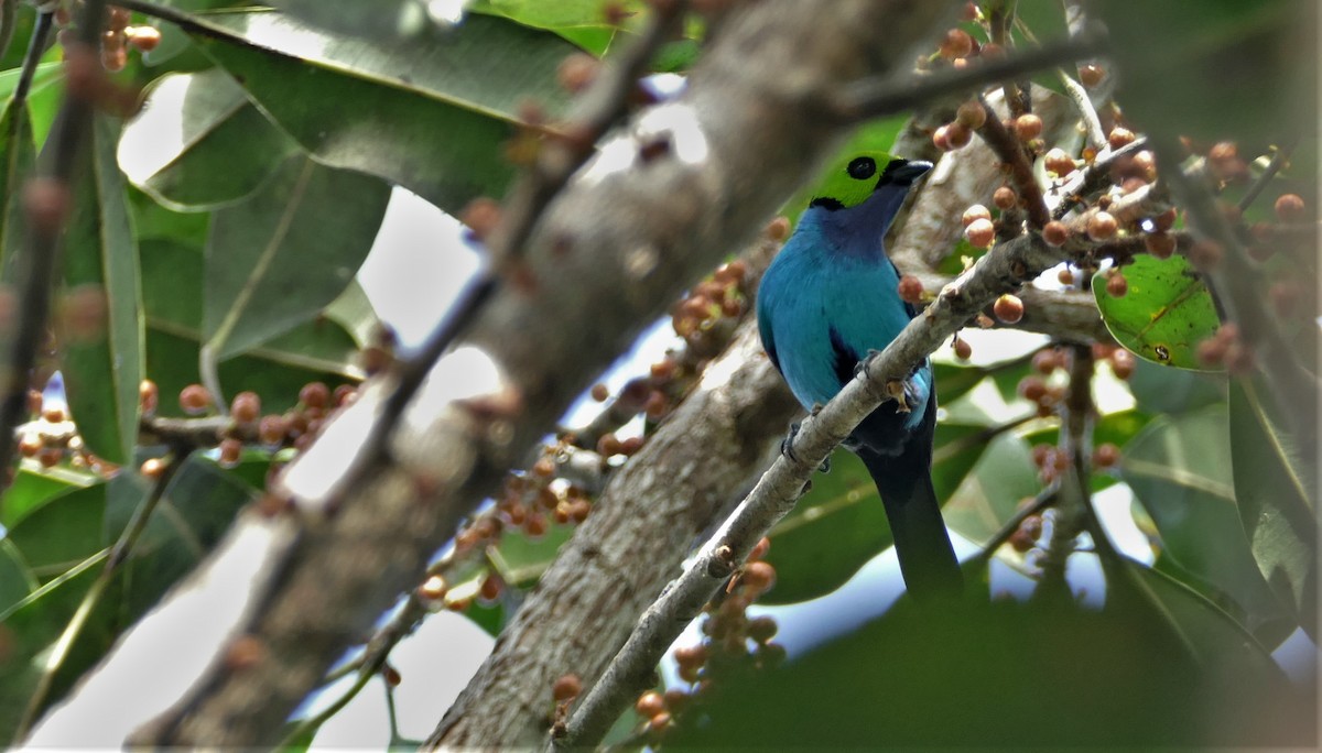 Paradise Tanager - ML562463761