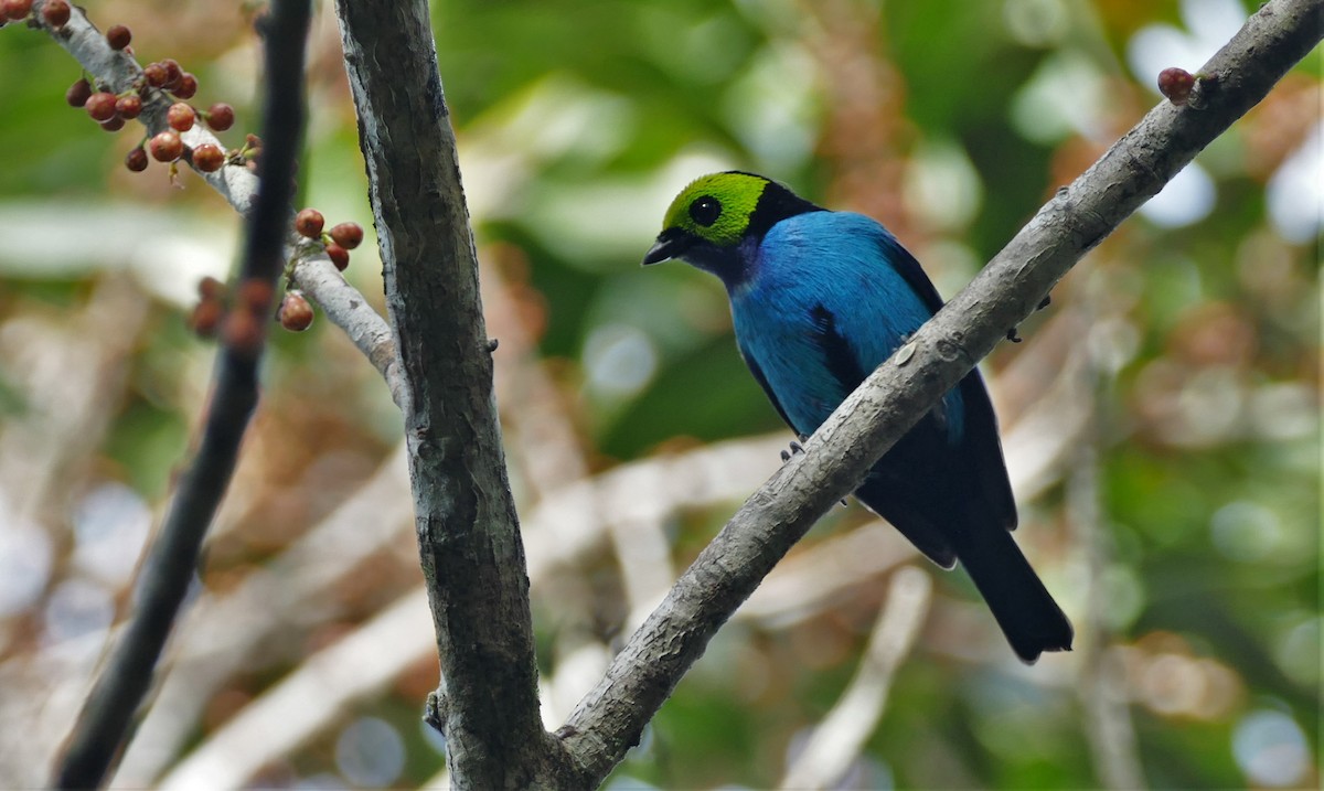 Paradise Tanager - ML562463821