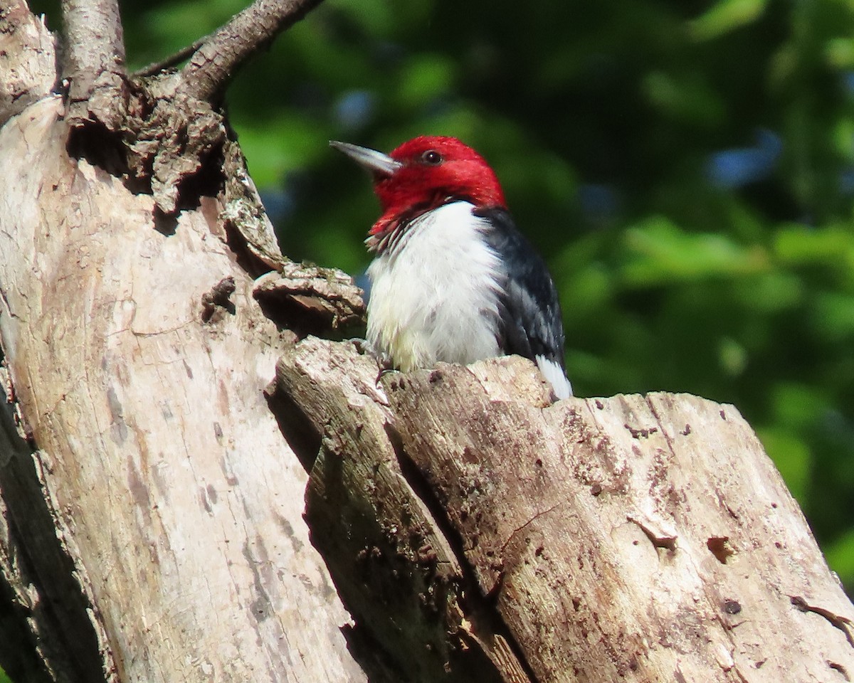 Red-headed Woodpecker - ML562464391