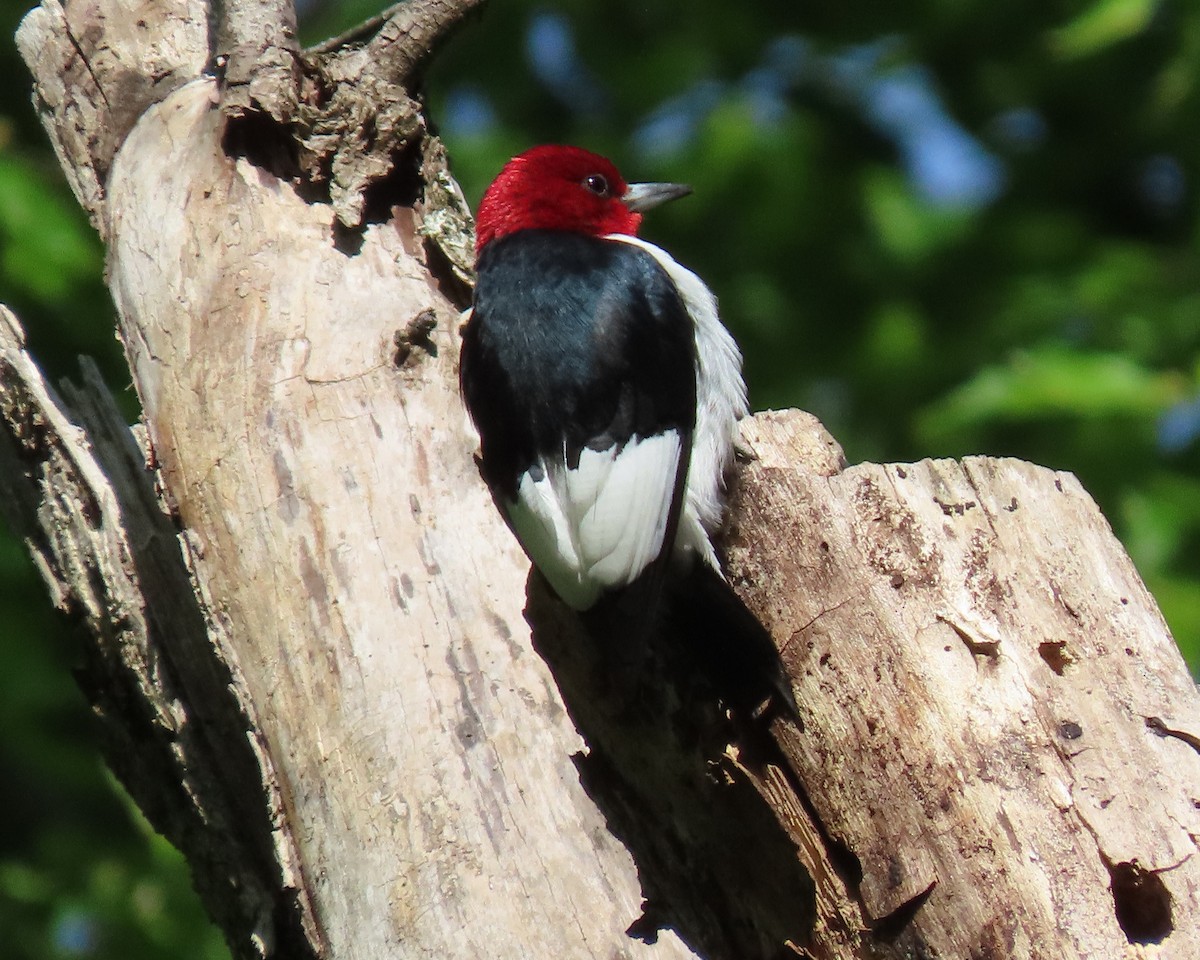Red-headed Woodpecker - ML562464401