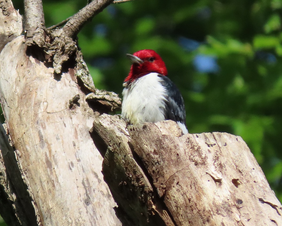 Red-headed Woodpecker - ML562464411
