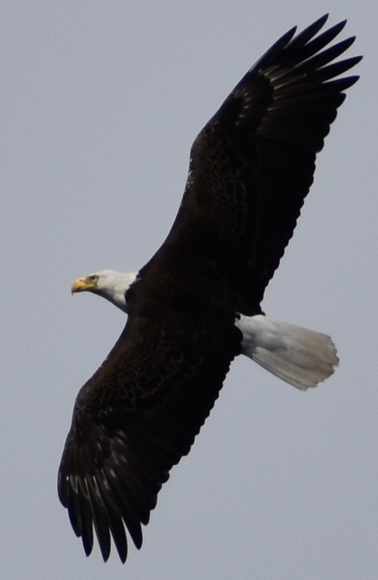 Bald Eagle - ML562464491