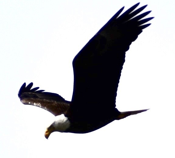 Bald Eagle - ML562464501