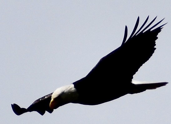 Bald Eagle - ML562464591
