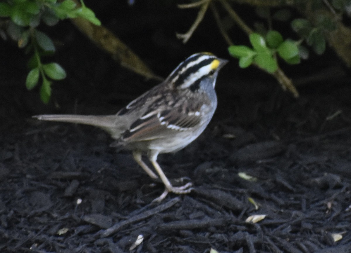 White-throated Sparrow - ML562465331